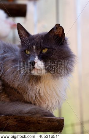 Dark Grey Smoky White-breasted Cat With Tattered Torn Ear Sits Turning Its Head On Wooden Bench Boar