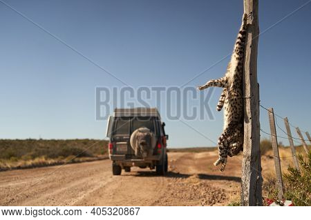 Dead Wild Cat Hanging From A Fence On A Pole In Patagonia Argentina, Probably By Killed By A Farmer 
