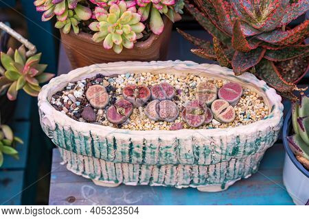 Lithops (Living stone), Cactus on flower pot