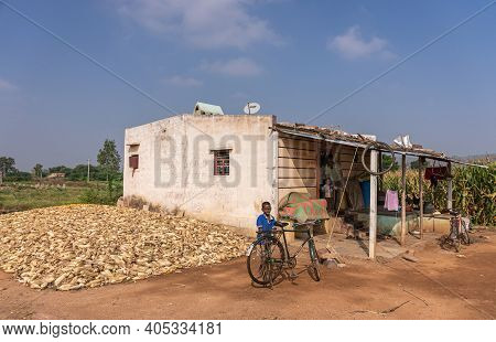 Pattadakai, Karnataka, India - November 7, 2013: Pile Of Dry Corn Ears On Side Of Humble Dwelling In