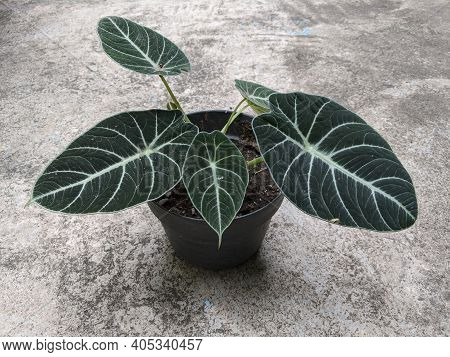 Alocasia Reginula Black Velvet Flowers, Beautiful Tropical Plants