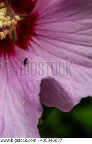 The Insect Carrying The Pollen Seen Inside A Purple Hibiscus