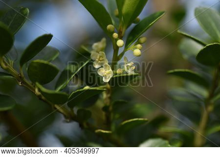 Japanese Holly / Ilex Crenata  Flowers / Aquifoliaceae Evergreen Shrub.
