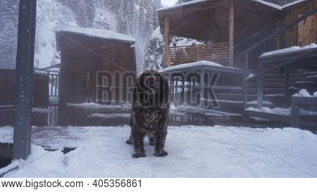 A Hunting Dog Among The Thermal Springs. There Is Steam From The River, The Snow Melts. All Around I