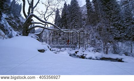 The Guy Is Walking On The Bridge Over The River. The View From The Drone To The Tall Trees, The Rive