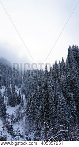 The Winter Forest In The Mountains Is Covered With Fog. Tall Fir Trees Brush The Clouds With Their B