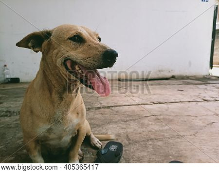 The Happinest Dog With His Big Smile