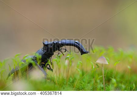 Lucanus Cervus. Stag Beetle On Green Moss With A Small Fungus. Macro Of A Large Stag Beetle, Lucanus