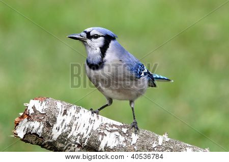 Blue Jay (corvid Cyanocitta)