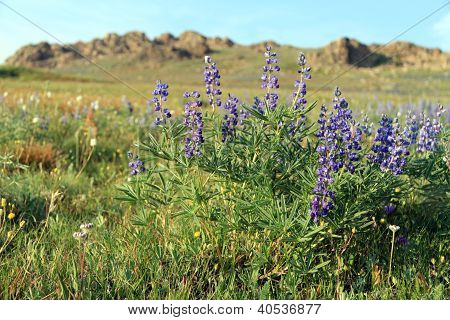 Luk Mountain blomster