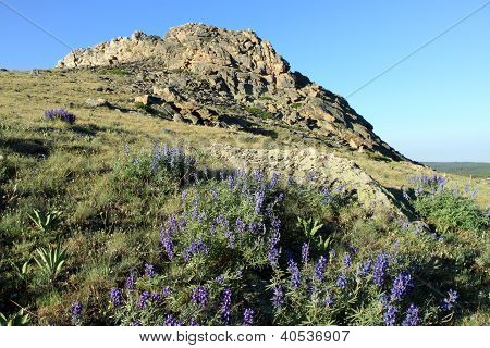 Blomster føre til Peak