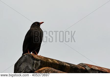 Mirlo Looking For Food On A Thatched Roof.
