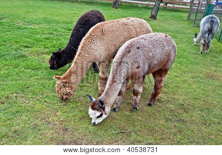 Huacaya Alpacas Eating