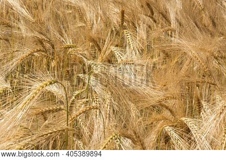 Detail Of Ripe Rye Corn Before The Harvest