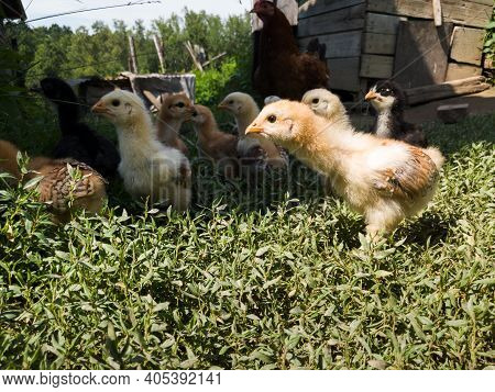 Hen Children In Farm Yard, Little Chicks Stands In Grass In Countryside During Sunny Day