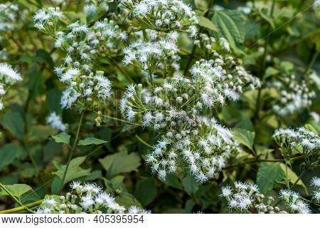 A Bunch Of Fall Boneset Grass Flower Also Called Eupatorium Serotinum