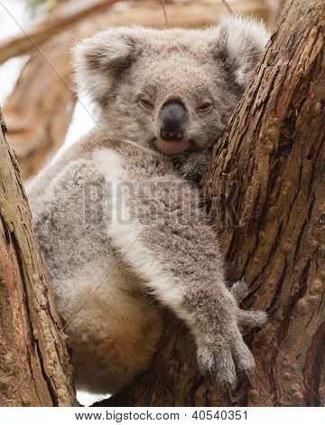 Nyugalmi koala