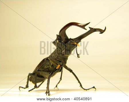 Stag beetle