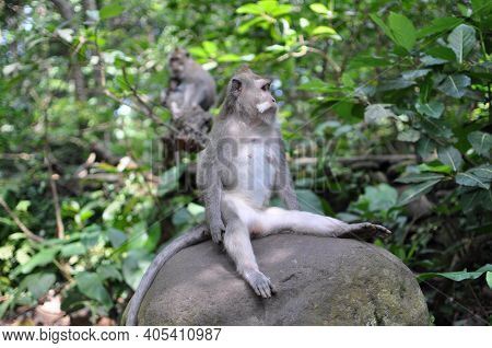 Japanese Macaque Sitting On The Ground Stone