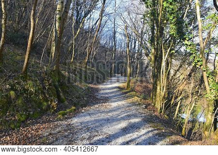 The Winter Woodland Near Laghetto Tuf By Paludea In Udine Province, Friuli-venezia Giulia In North E