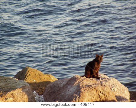 Zwarte kat op de rotsen