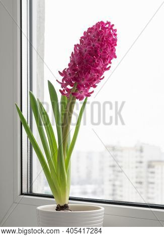 The Pink Hyacinth Stands On The Windowsill