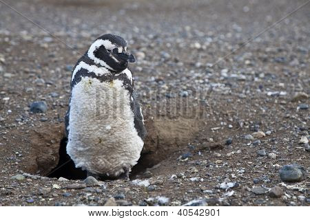 Magellanic Penguin At His Nest