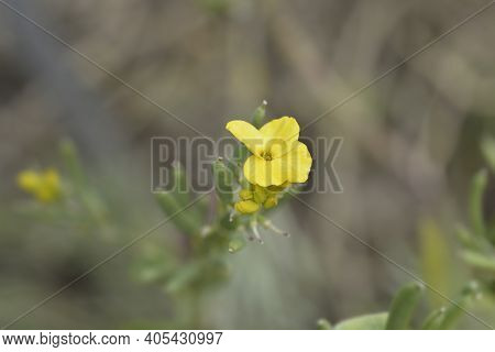 Alpine Wallflower Flower And Seed Pods - Latin Name - Erysimum Cheiri