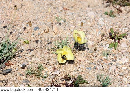 Bumblebee On Blooming Yellow Poppies, Endemic To Region, Shore Lake Baikal, Uyuga Cape