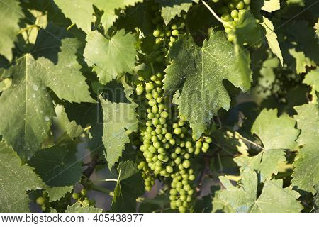San Gimignano (si), Italy - April 10, 2017: Vernaccia Vineyards, Wine Grapes Growing In San Gimignan