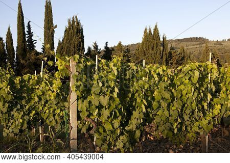 San Gimignano (si), Italy - April 10, 2017: Vernaccia Vineyards, Wine Grapes Growing In San Gimignan