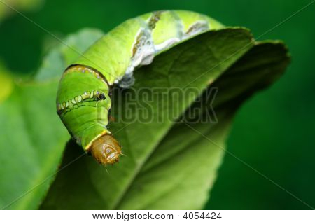 Fælles Mormon (Papilio Polytes)