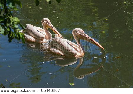 Pelican - Pelecanus - A Large White Bird With A Large Beak Swims On The Water. The Pelican Is Reflec