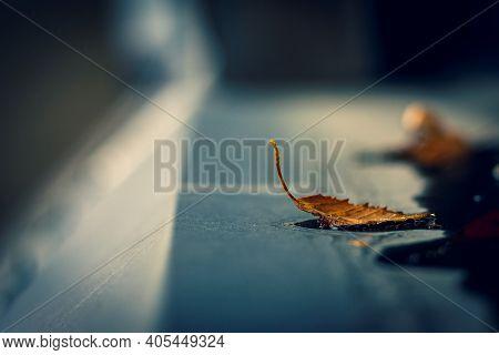 A Moody Portrait Of A Fallen Brown Birch Leaf During Autumn On The Outside Window Sill. The Color Of