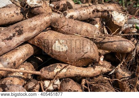 Pile Cassava For Tapioca Flour Industry, Raw Yucca Tuber, Cassava In Top View For Background