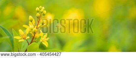 Closeup Of Yellow Flower On Blurred Gereen Background Under Sunlight With Bokeh And Copy Space Using