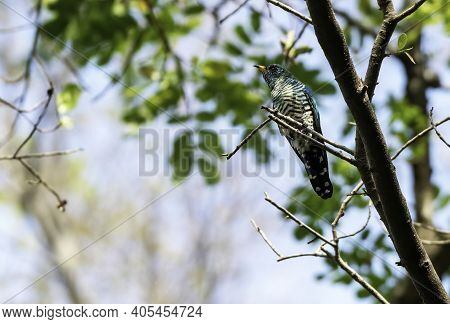 Male Asian Emerald Cuckoo Perching On The Branch , Thailand