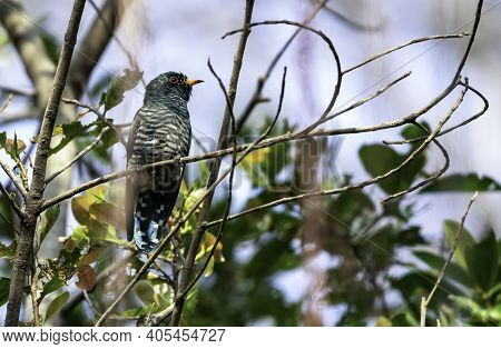 Male Asian Emerald Cuckoo Perching On The Branch , Thailand