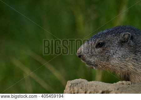 Marmota Monax, Groundhog Known From Movie Groundhog Day With Punxsutawney Phil For Weather Forecast