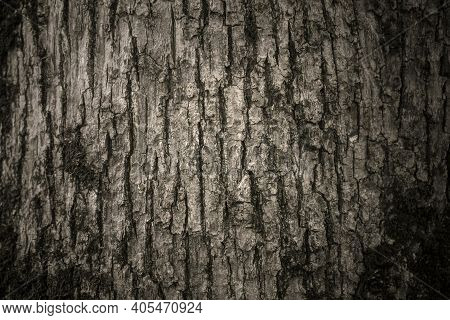 Abstract Wood Background, Tree Bark, In Semi Gloomy Light.
