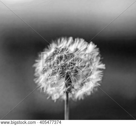 Real Soft Pretty White Dandelion Close-up Black And White At Day