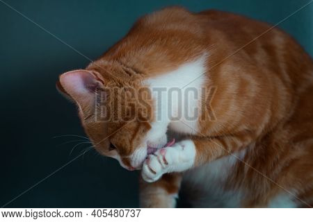 Authentic Image Of A Ginger Cat Grooming Itself And A Beautiful Warm And Cosy Background.