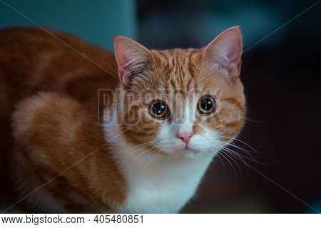 Authentic Image Of A Ginger Cat Looking At The Camera With A Beautiful Warm And Cosy Background.