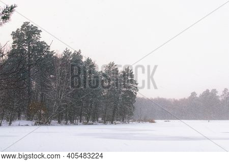 Snowfall In The Forest. Scenic Winter Landscape Of Frozen Pond In The Forest. Evergreen Wood And Sho