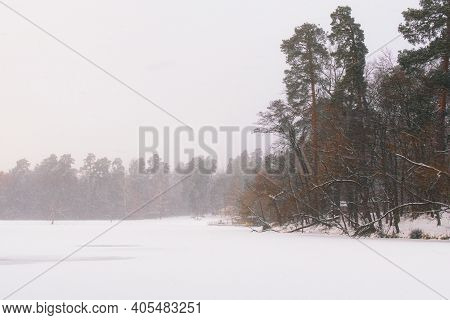 Snowfall In The Forest. Picturesque Winter Landscape Of Frozen Pond In The Forest. Evergreen Wood An