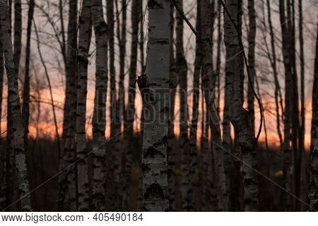 Birch Forest In The Evening. Birchwood. Mysterious Forest. Night In The Dark Forest
