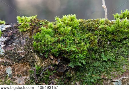 Moss