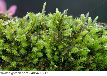 Moss