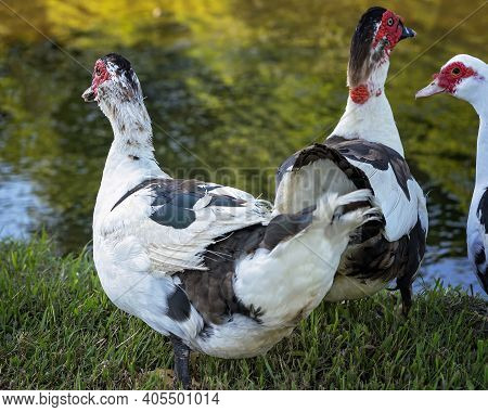 Close Up Of A Gaggle Of Geese On The Grassy Banks Of A Pond