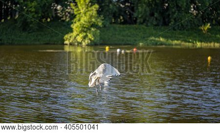 An Ibis In Flight Over A Creek Showing Its Wing Span